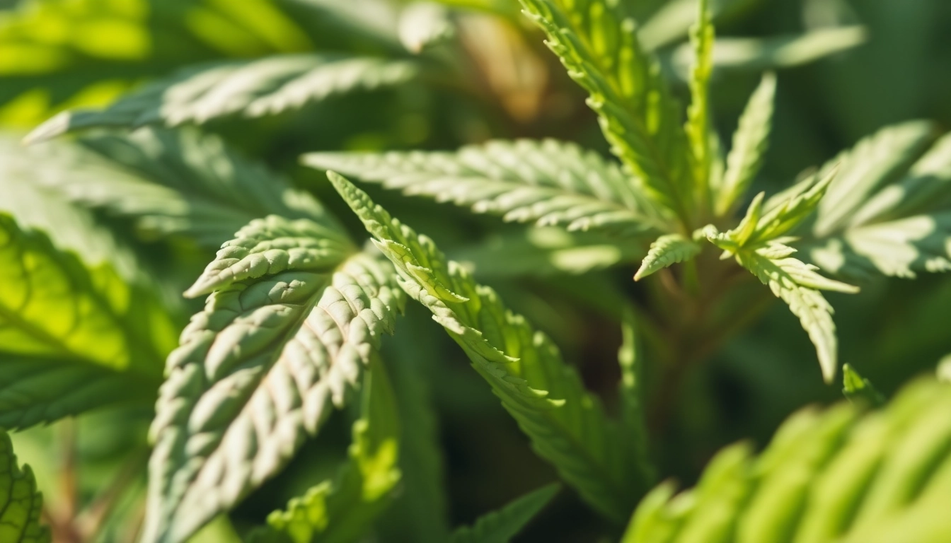 Harvesting CBD Tobacco leaves with rich green textures in natural sunlight.