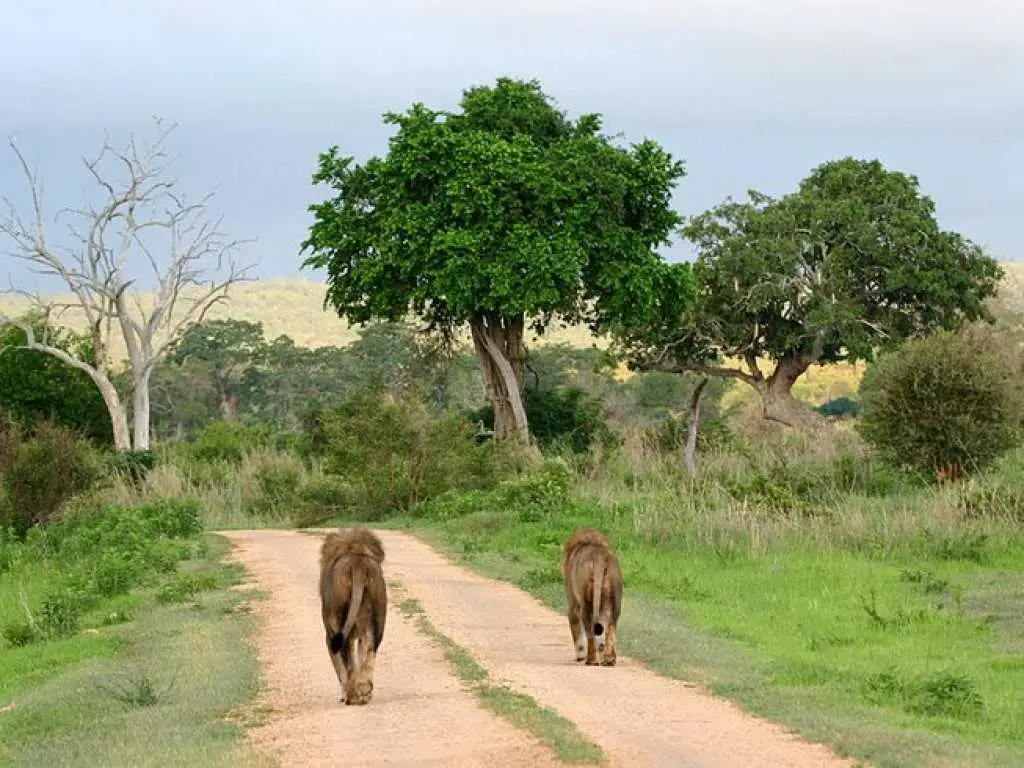 Serengeti Wildebeest Migration Safari: Best Viewing Spots